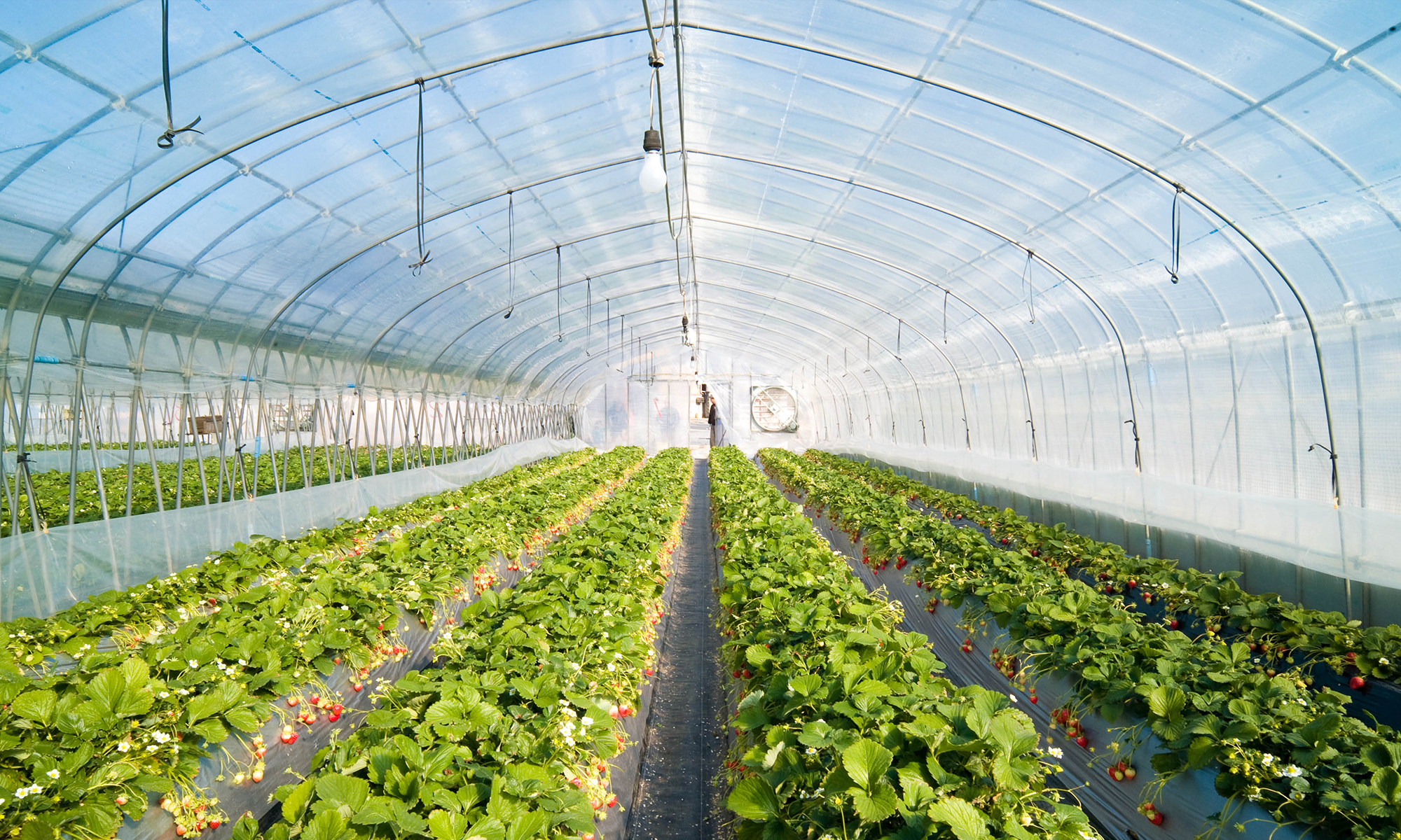 Green Houses